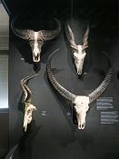 narodni muzeum praag 7-2023 9057